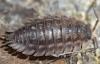 Oniscus asellus